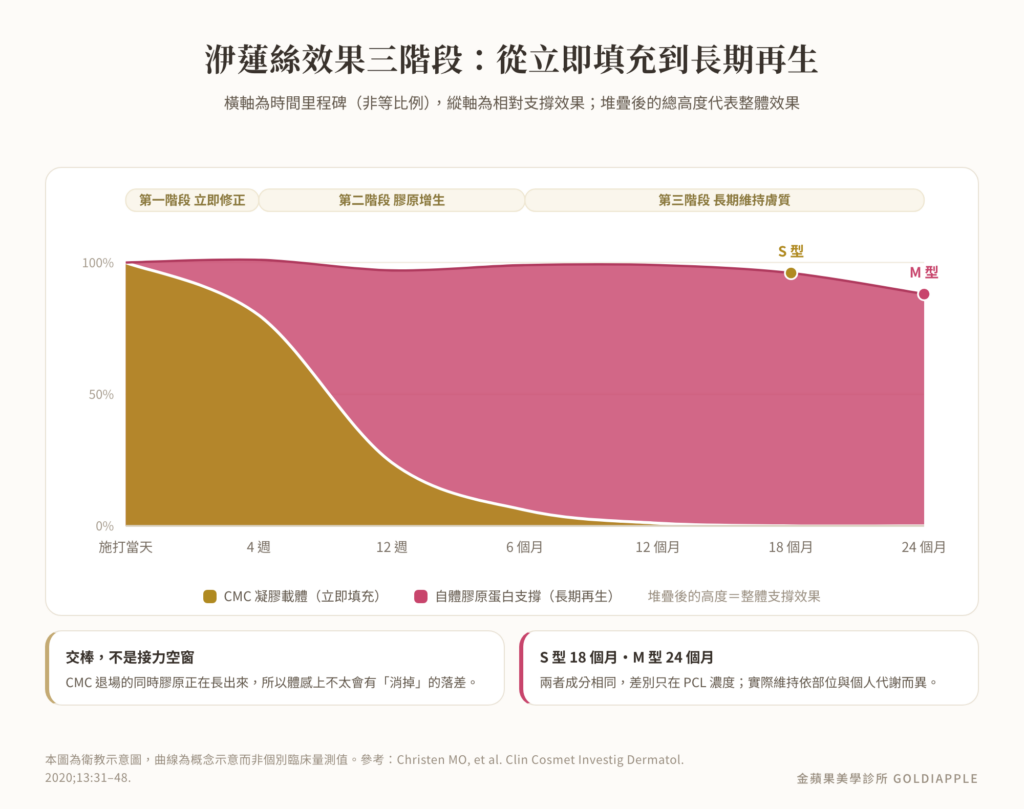 Timeline of the three stages of Ellanse results: CMC immediate filling hands over to your own collagen, S type 18 months, M type 24 months