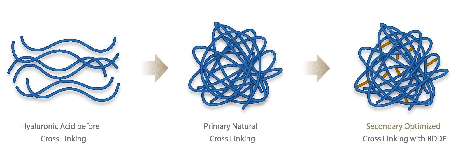 Hyaluronic acid cross-linking diagram: from before cross-linking, to primary natural cross-linking, to secondary BDDE optimization
